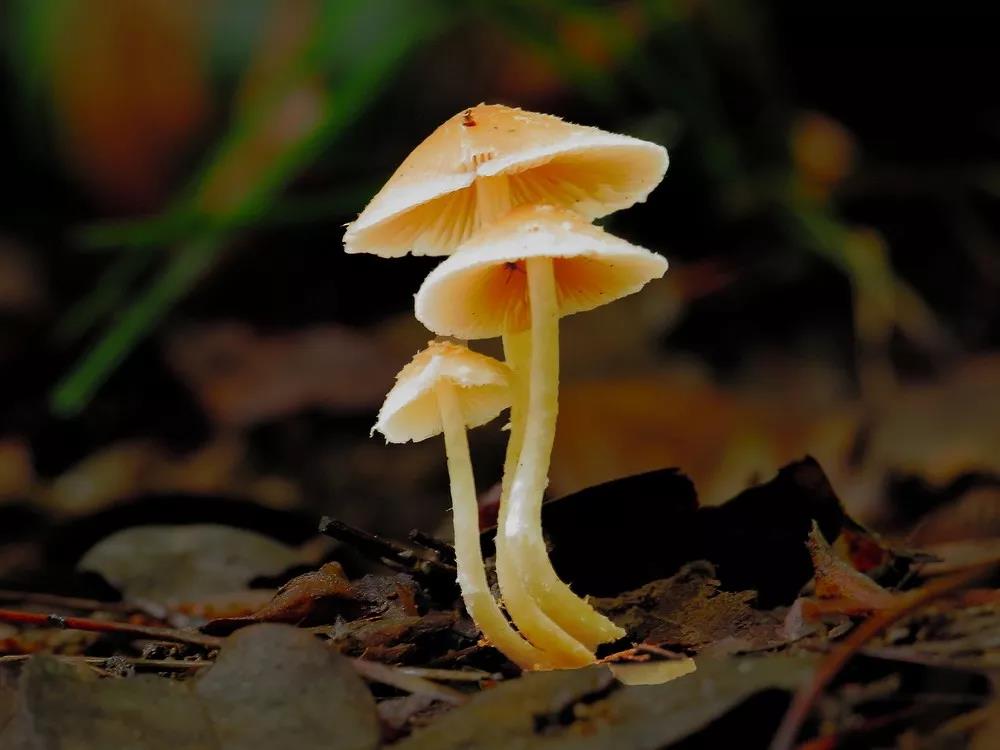 生长在地上的蘑菇,http://image.so.com