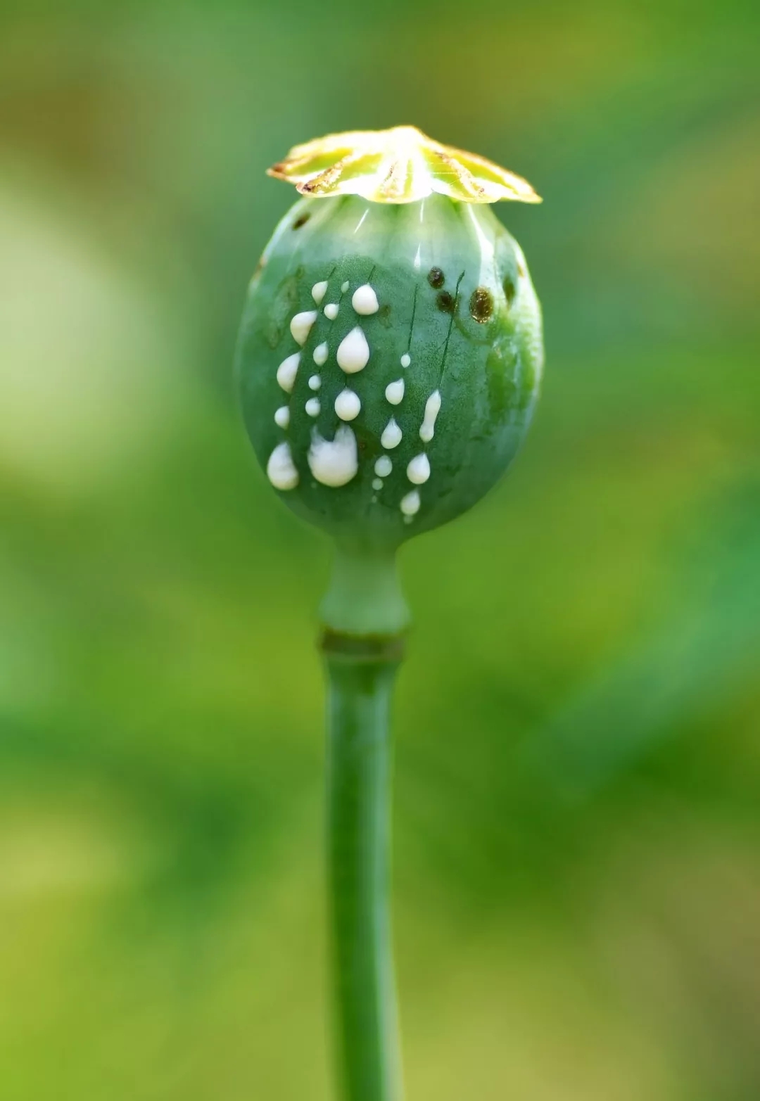 “集采”失标业绩仍逆势增长 昔日白马股华东医药的下一步__财经头条