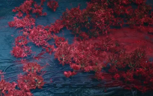 科学有料:又美又邪魅,长在"黄泉路上"的彼岸花,究竟是什么?