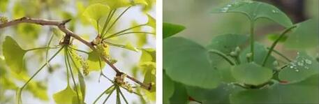 银杏的雄球花和雌球花苏铁的雄球花和雌球花编辑:鲁凡英本文来源:科普